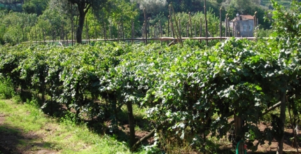 Vesuvius Wineyards