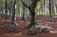 Monte Faito : trekking d'autore