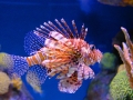 New England Aquarium - Boston
