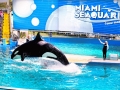 Seaquarium - Miami -