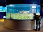 Vasche, Parco Oceanografico - Valencia -