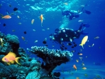 Barriera corallina - Taba -