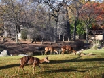 Antilopi, Bronx Zoo - New York -