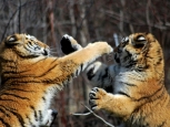 Tigri, Bronx Zoo - New York -