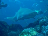 New England Aquarium - Boston -