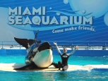 Seaquarium - Miami -