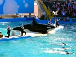 Seaquarium - Miami -