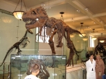 Sala dinosauri, Museum of Natural History - New York -