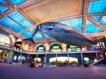 Balenottera azzurra, Museum of Natural History - New York -
