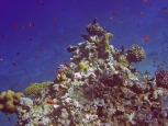 Coralli - Isola di Giftun