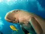 Dugongo - Marsa Alam -