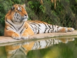 Tigre, Zoo - Francoforte -