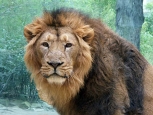 Leone, Zoo - Francoforte -